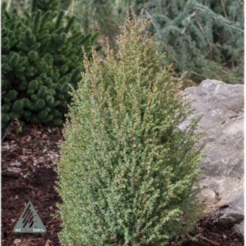 Juniperus communis 'Miniature' - 3g