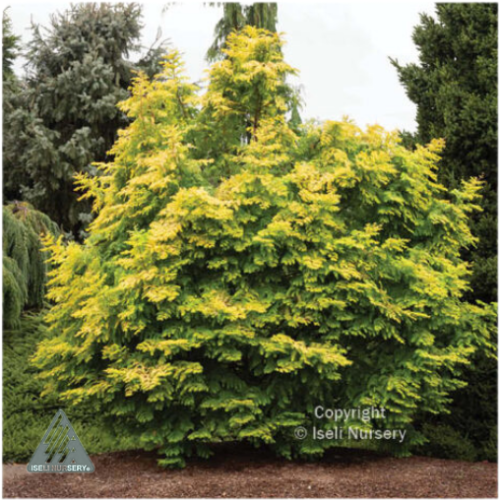 Metasequoia glypt 'Amber Glow' - 150cm