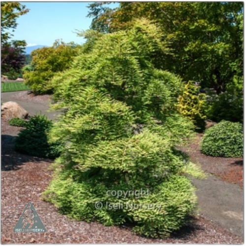 Metasequoia glypt 'Miss Grace' - 6g