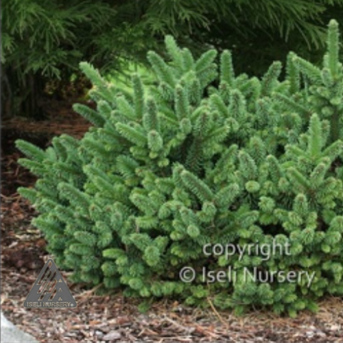 Picea abies 'Motola' - 3g
