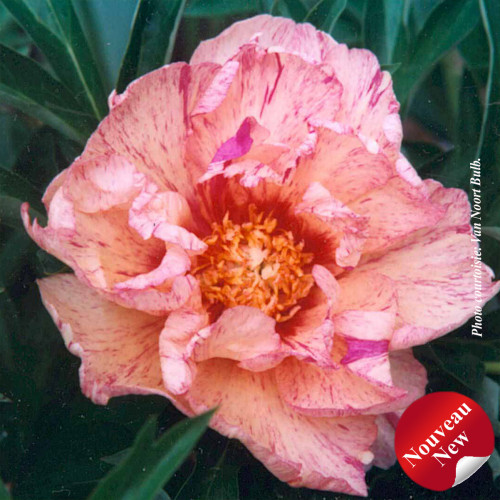 Paeonia Itoh 'Lollipop' - 1g