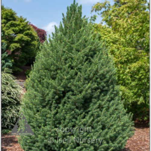 Picea glauca 'Big Berta' 