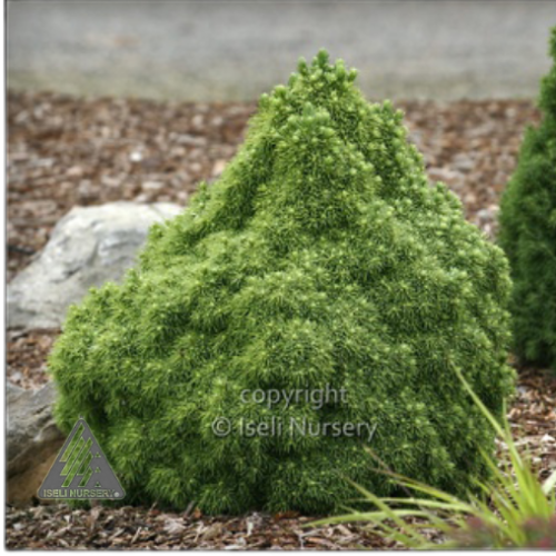 Picea glauca 'Humpty Dumpty' - 3g