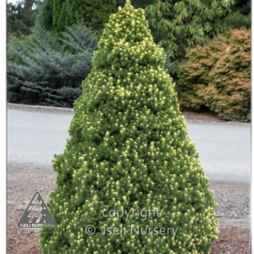 Picea glauca 'Rainbow's End'