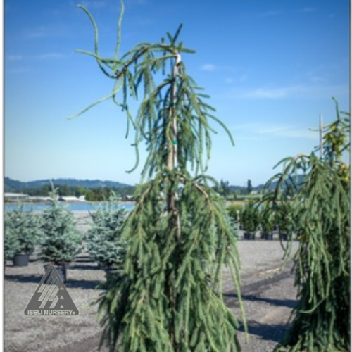 Picea mariana ' Mont Temblant' - 6g