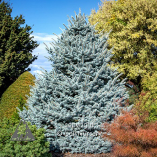 Picea punge 'Avatar' - 10g