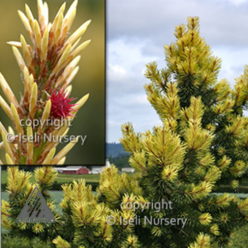 Pinus contorta 'Taylor's Sunburst' - 6g