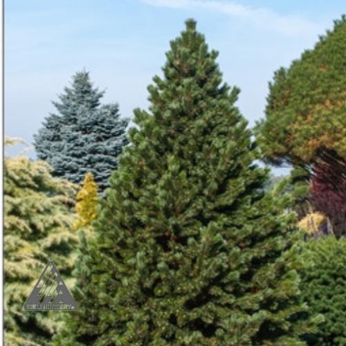 Pinus longaeva 'Sherwood Compacta' - 3g