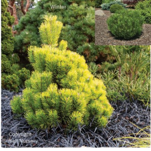 Pinus mugo 'Wintersonne'