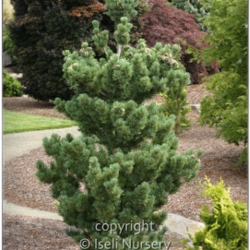 Pinus parviflora 'Aoi'
