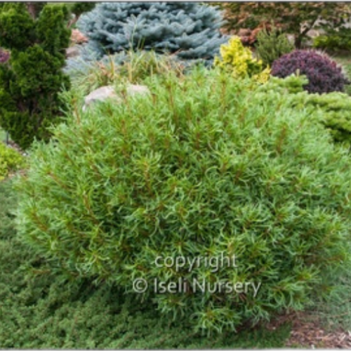 Pinus strobus 'Mini Twists' - 3g