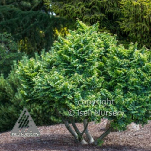 Ulmus x hollandica 'Jacqueline Hillier'