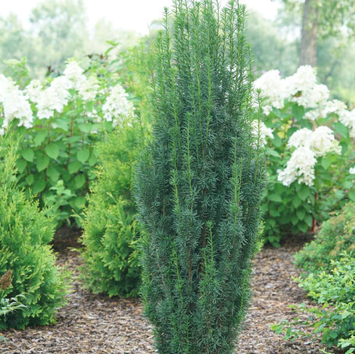 Taxus x media 'Stonehenge Skinny' - 2g
