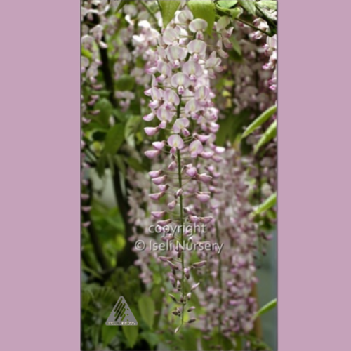 Wisteria, floribunda 'Honbeni' - 3g