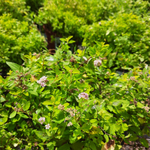 Spireae japonica 'Golden Elf' 
