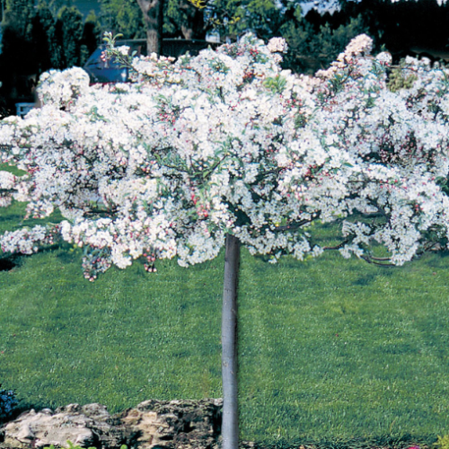 Pommetier 'Sargent Tina' sur tige - 125cm