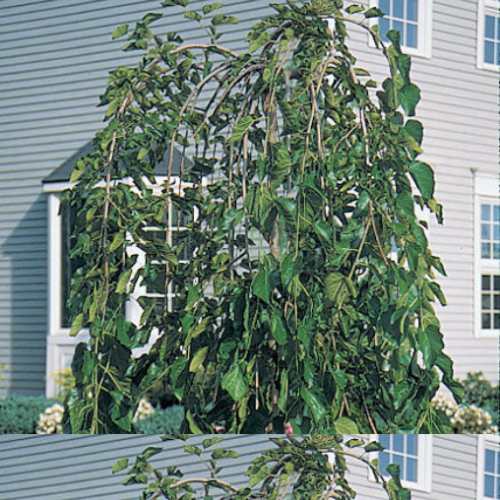 Morus Alba 'Pendula Chapparal' - Mûrier Pleureur - 150cm