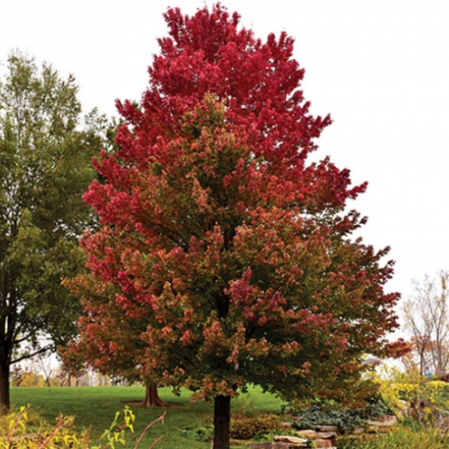 Acer rubrum 'Red Sunset'