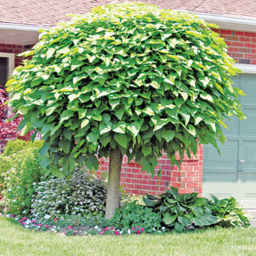 Catalpa Bignonioides 'nana'- Catalpa Parasol
