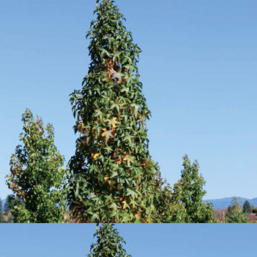 Liquidambar 'Slender Silhouette' - Copalme colonnaire
