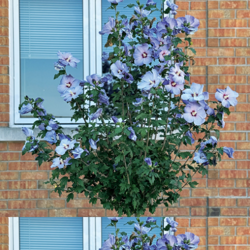 Hibiscus 'Azurri Blue Satin' sur tige