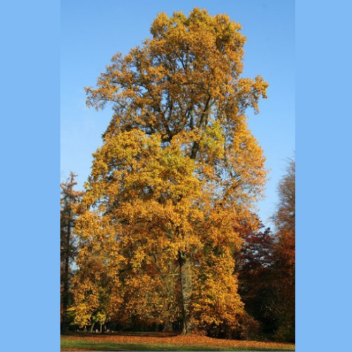 Liriodendron tulipifera