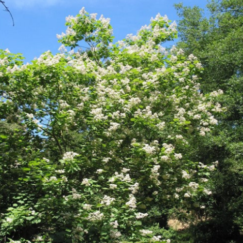Catalpa Speciosia- Catalpa de l'Ouest