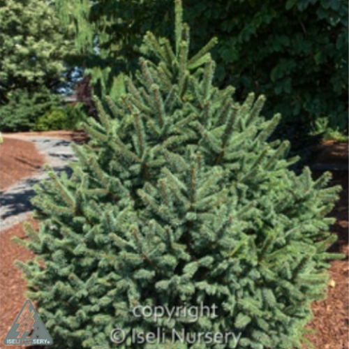 Picea abies 'Clanbrassiliana Stricta' - 6g