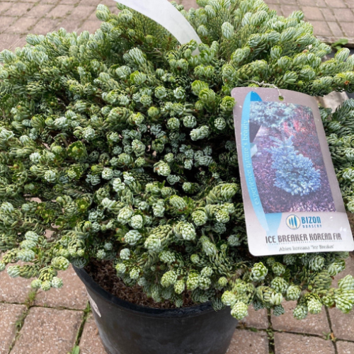 Abies koreana 'Ice Breaker' 