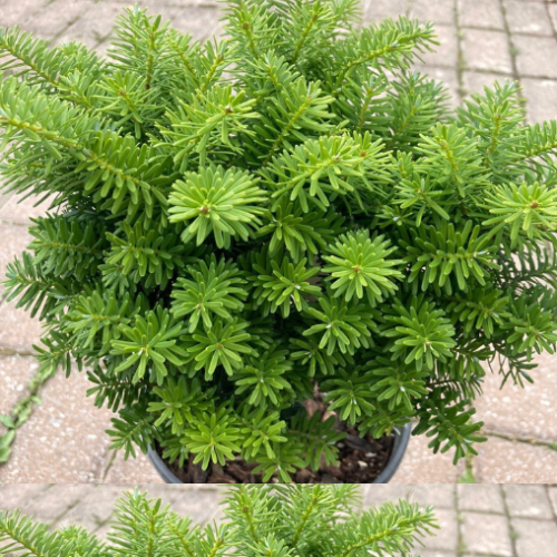 Abies koreana 'Cis'