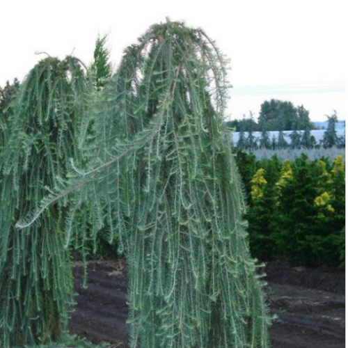 Larix decidua 'Pendula' 