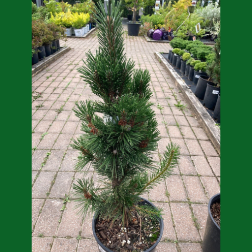 Pinus mugo 'Columnaris' 