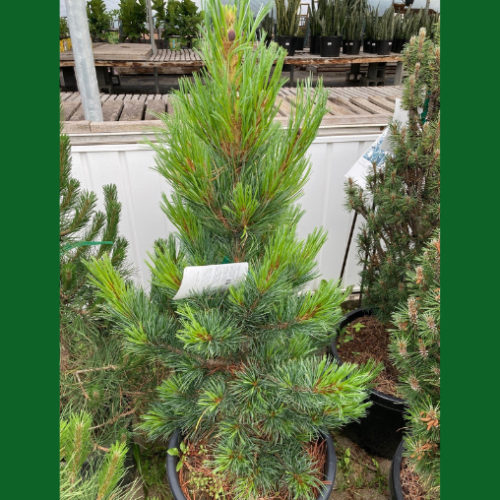  Pinus cembra - 125cm
