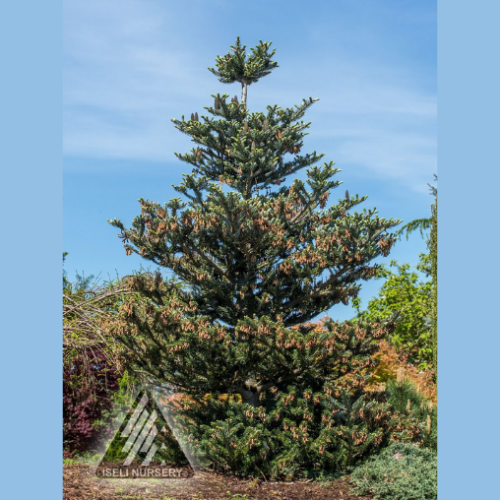 Abies koreana 'Silver Show' - 6g