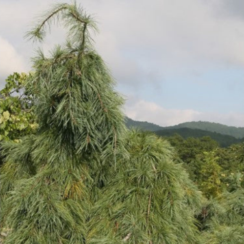 Pinus strobus 'Pendula'