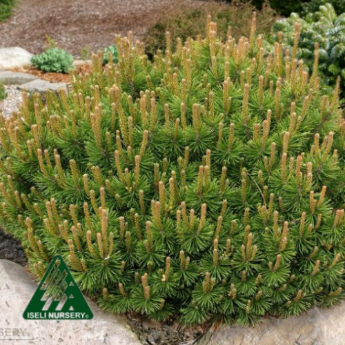 Pinus mugo 'Slowmound' 
