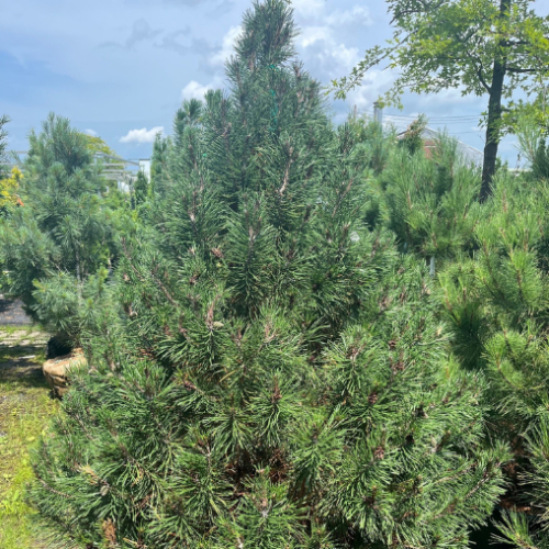 Pinus mugo 'Privacy' - 150cm 