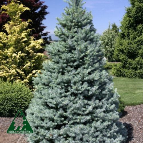 Picea pungens 'Sester Dwarf'