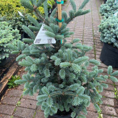 Abies balsamea 'Tyler Blue' - 6g