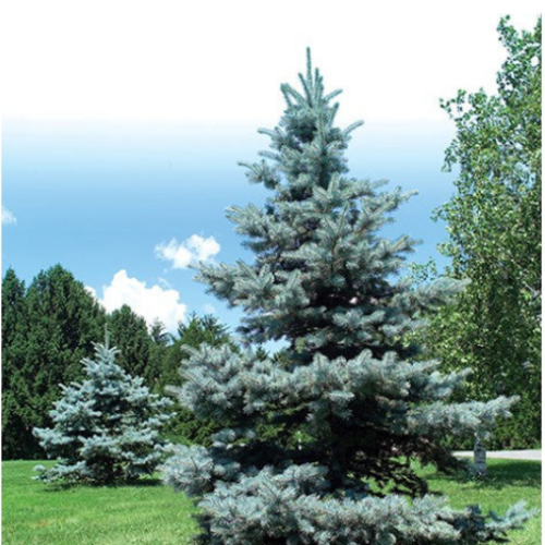 Picea pungens glauca 'Royal Knight'