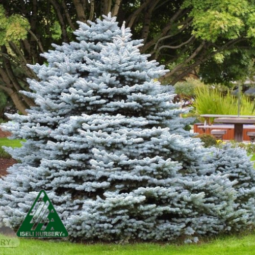 Picea pungens 'Montgomery'