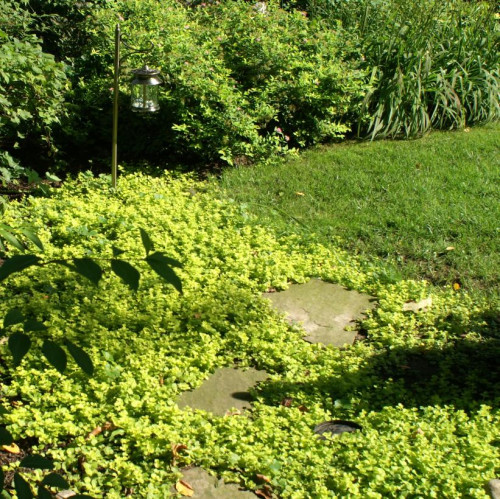 Lysimachia nummularia 'Aurea'