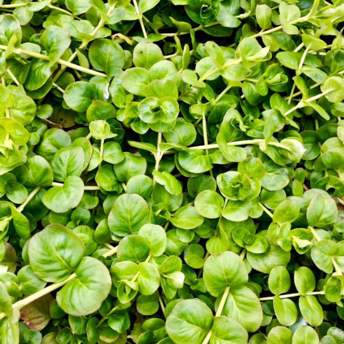 Lysimachia nummularia - vert