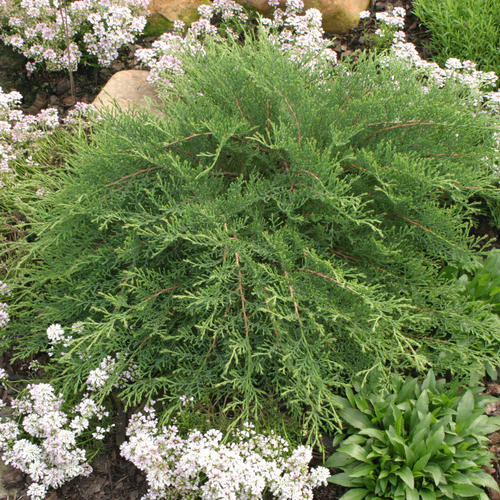 Microbiata decussata 'Celtic Pride'