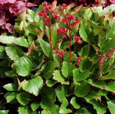 Mukgenia 'Nova Flame' - 1g