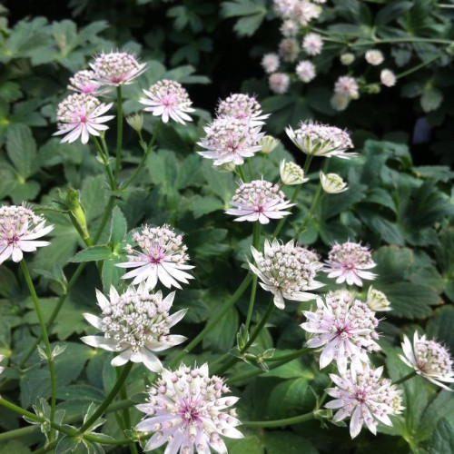 Astrantia major 'Roma' - 1g