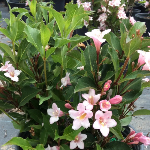 Weigela 'Polka' - 2g