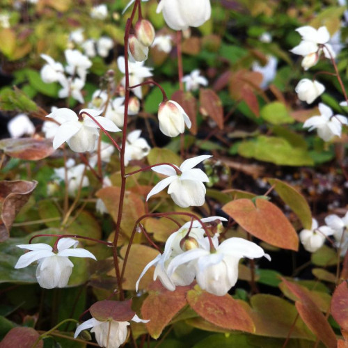 Epimedium x youngianum 'Niveum' 
