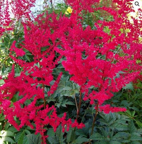 Astilbe japonicus 'Radius' - 2g
