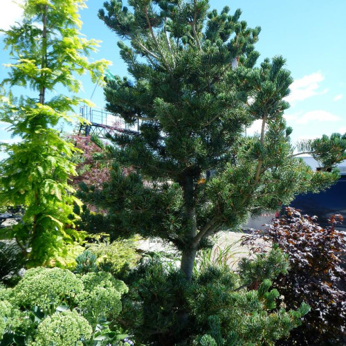Pinus parviflora 'Glauca'  - 100cm